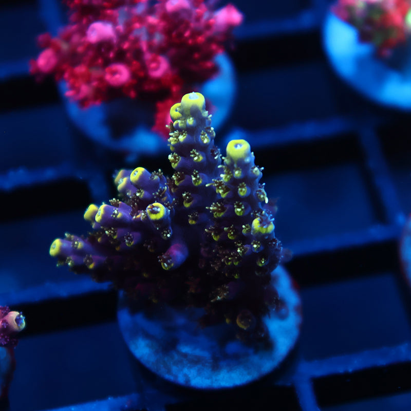 TCK Birthday Cake Acro