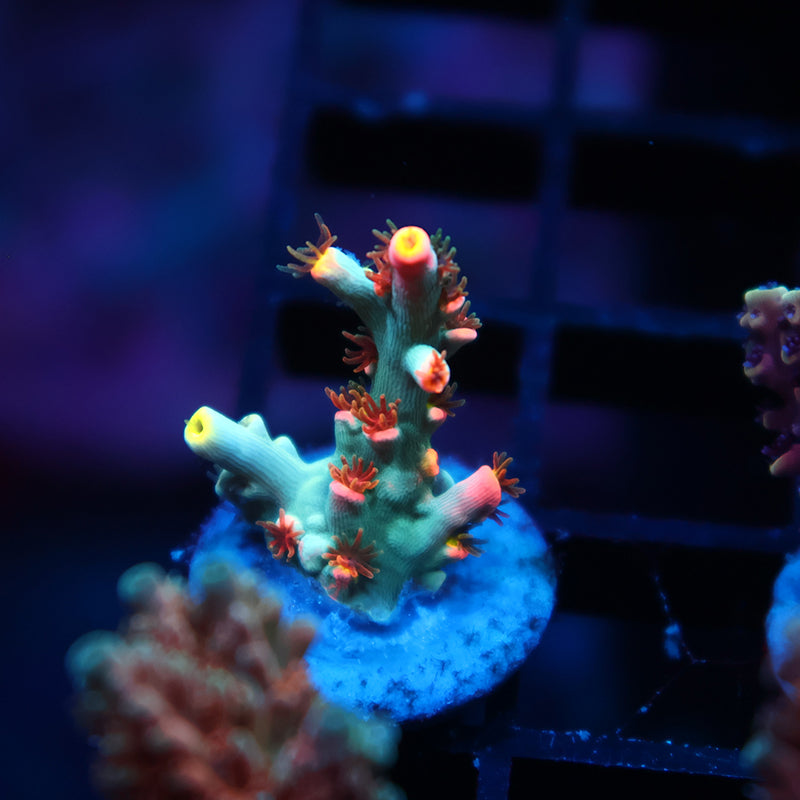 TCK Showstopper Speciosa