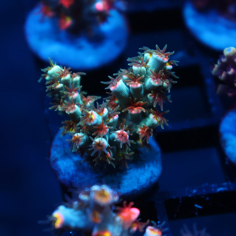 TCK Rainbow Unicorn Speciosa