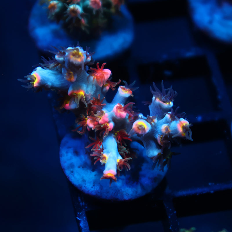 TCK Hyperdrive Speciosa