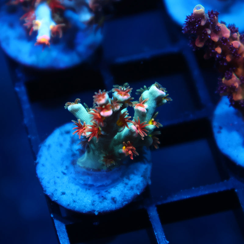 TCK Rainbow Unicorn Speciosa