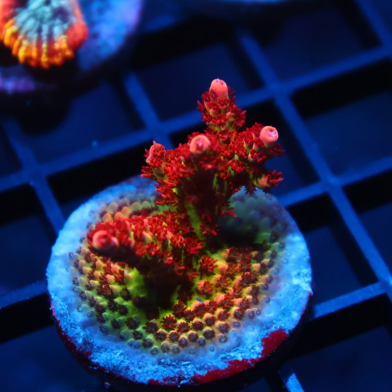 Lg TSA Princess Peach