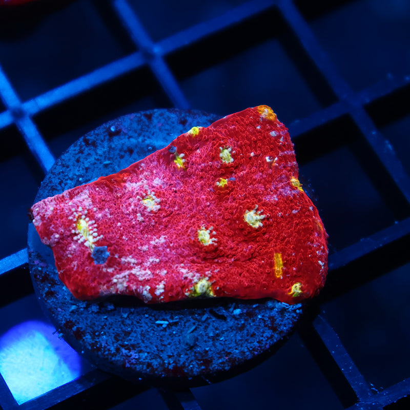 TCK Paint Splatter Chalice