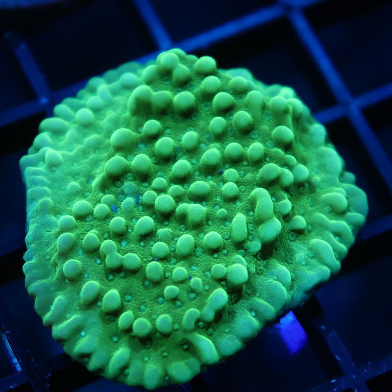 TCK Green Apple Monti