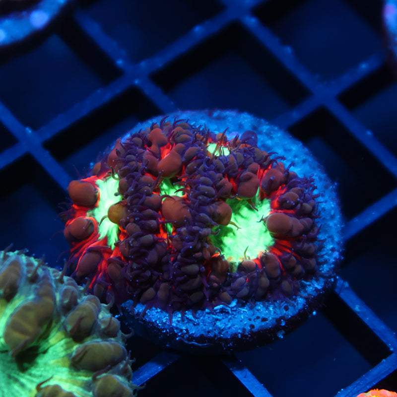 ARC Black Cherry Blasto