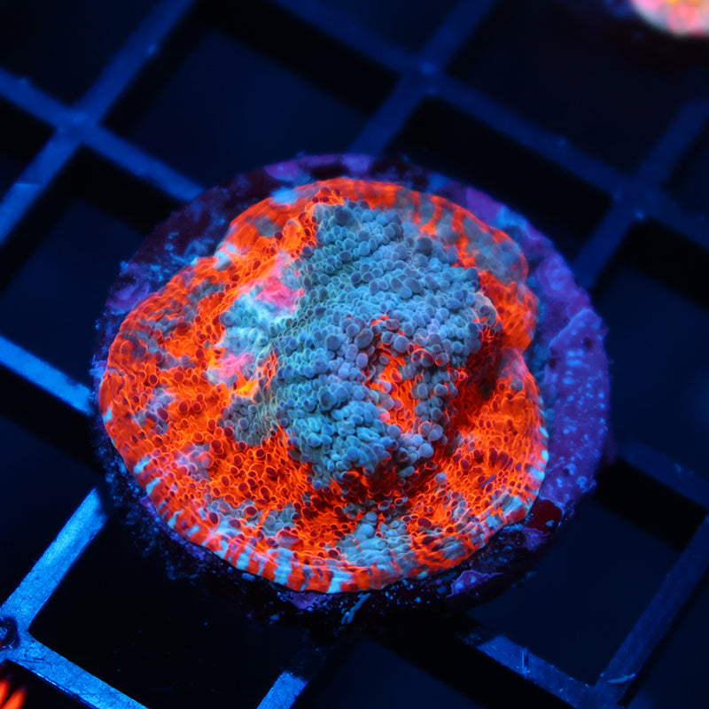 TCK Lightning Orenji Chalice