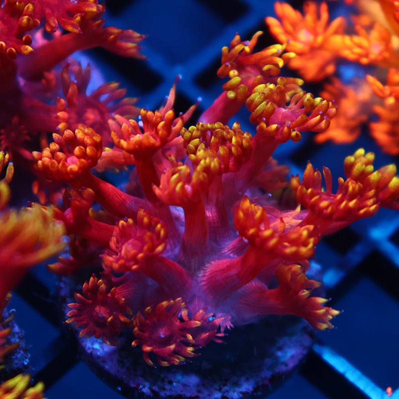 TCK Insane Flame Tips Goni