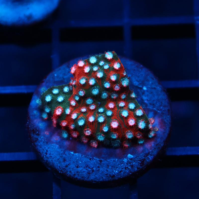 JF Fender Bender Cyphastrea