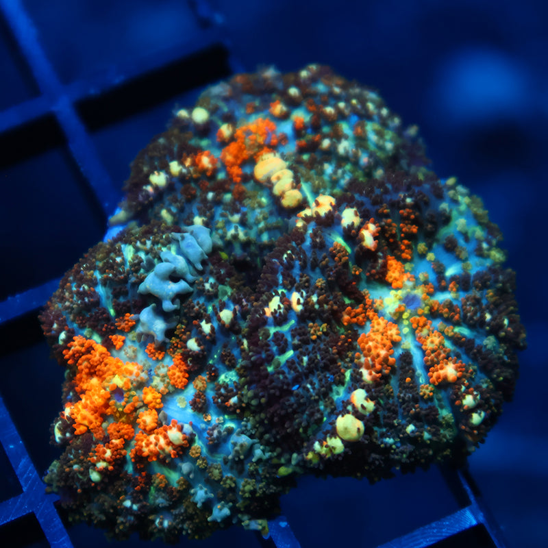 TCK Powerball Bounces Triple