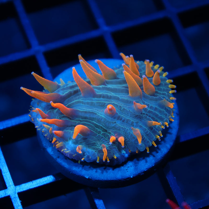 TCK Flame Tip Diaseris