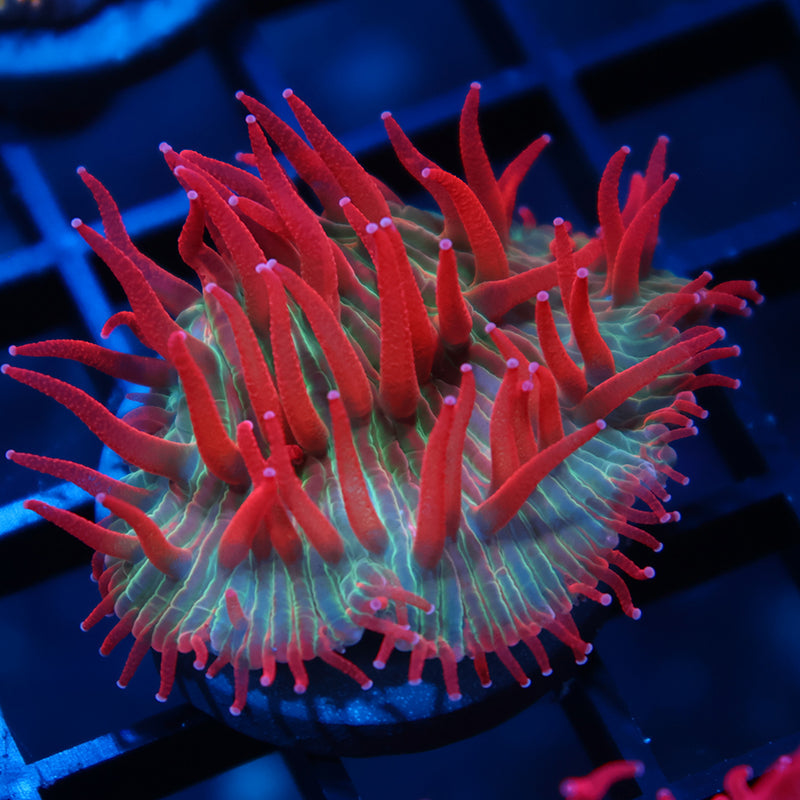 TCK Reverse Insanity Diaseris