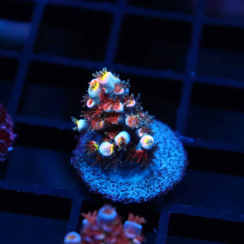 TCK Hyperdrive Speciosa