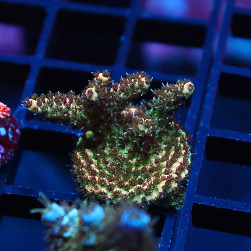 TCK Dragonslayer 2.0