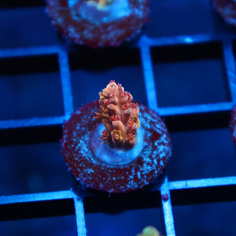TCK Molten Core Acro