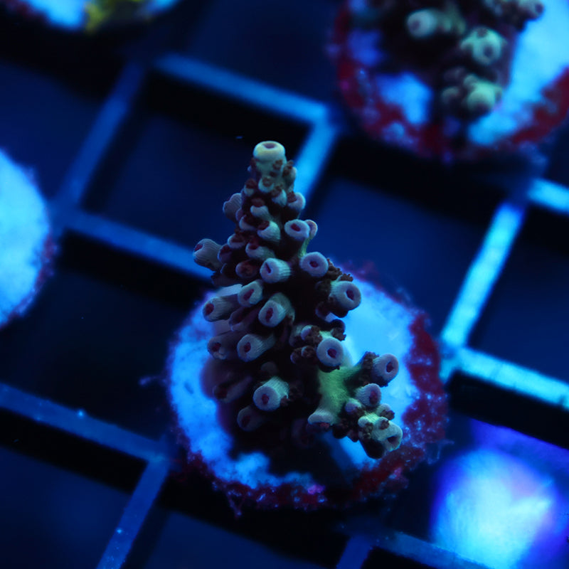 TCK Berry Nasuta Acro