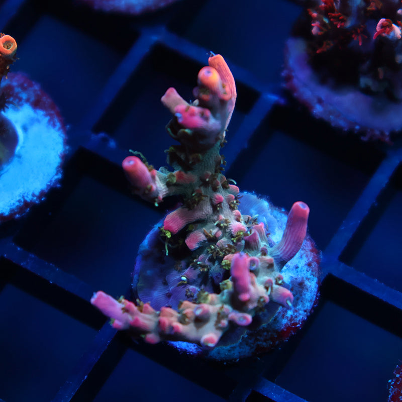 TCK Pink Bear Acro