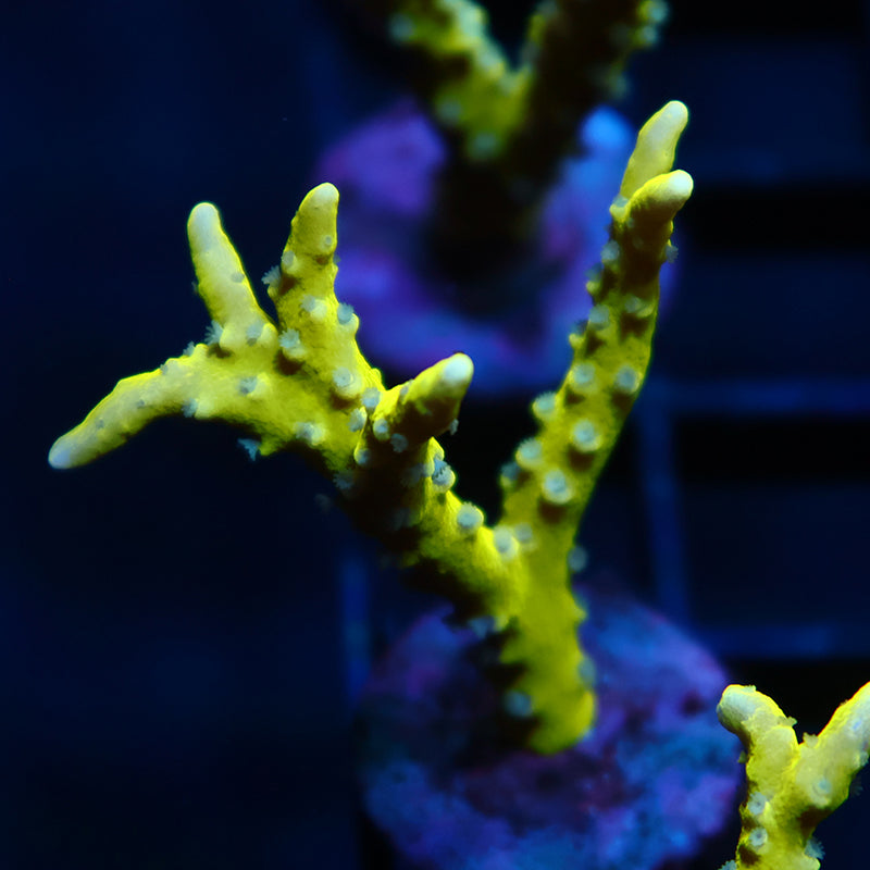Green Goblin Anacropora
