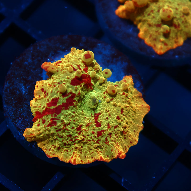 Mythical Corals' Eclectus Bounce