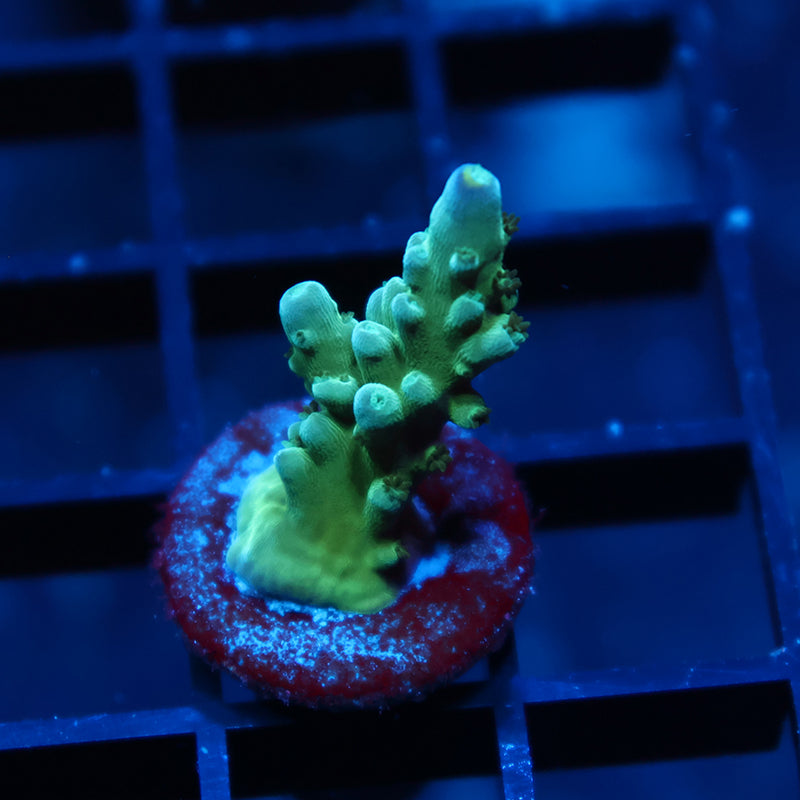 TCK Yellow Tips Austera