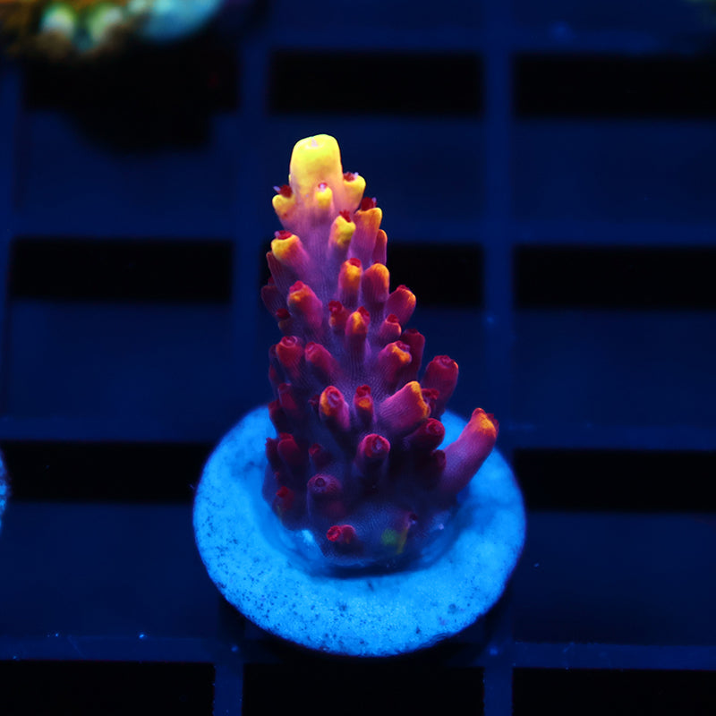 JF Fox Flame