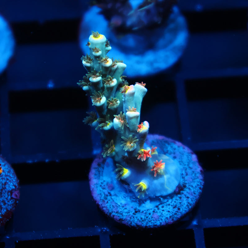 TCK Rainbow Unicorn Speciosa