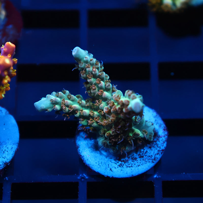 TCK Pink Polyp Shortcake