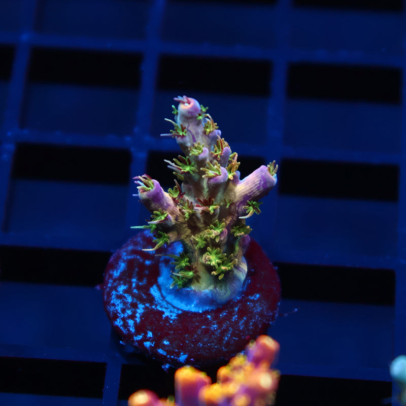 TCK Grafted Kaleidoscope