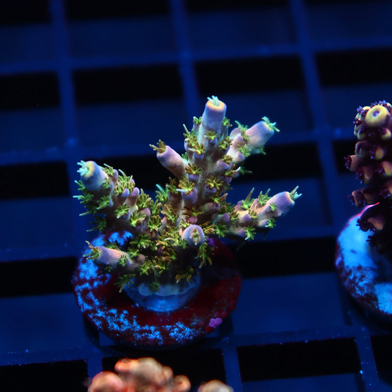 TCK Grafted Kaleidoscope