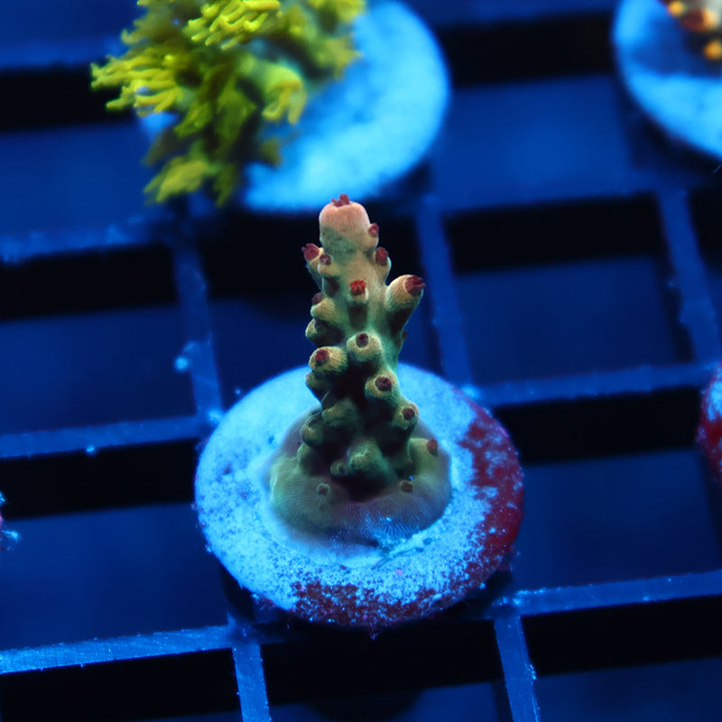 TCK Golden Granulosa