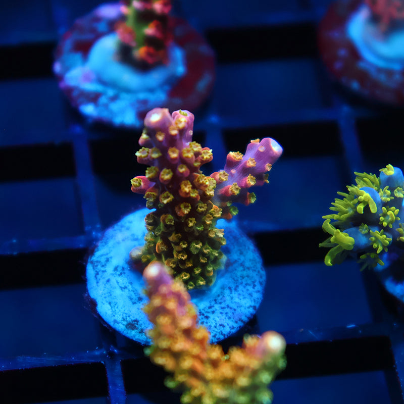 RR Rainbow Loom