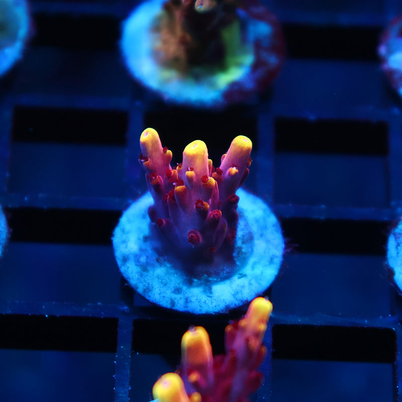 JF Fox Flame