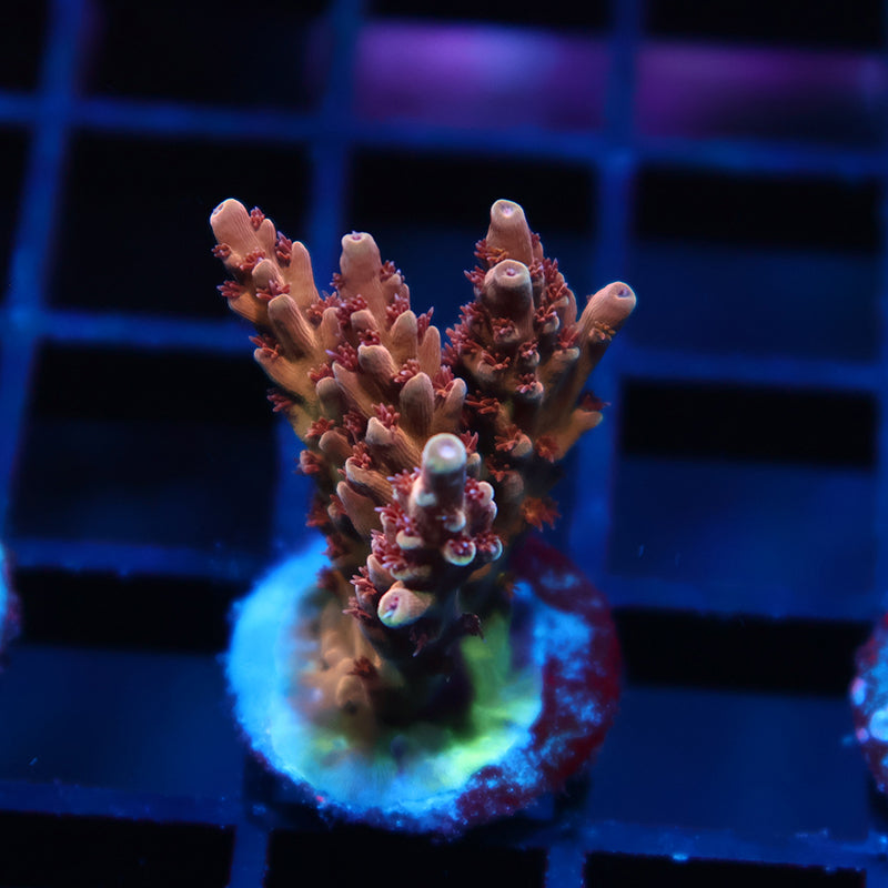 TCK Molten Core