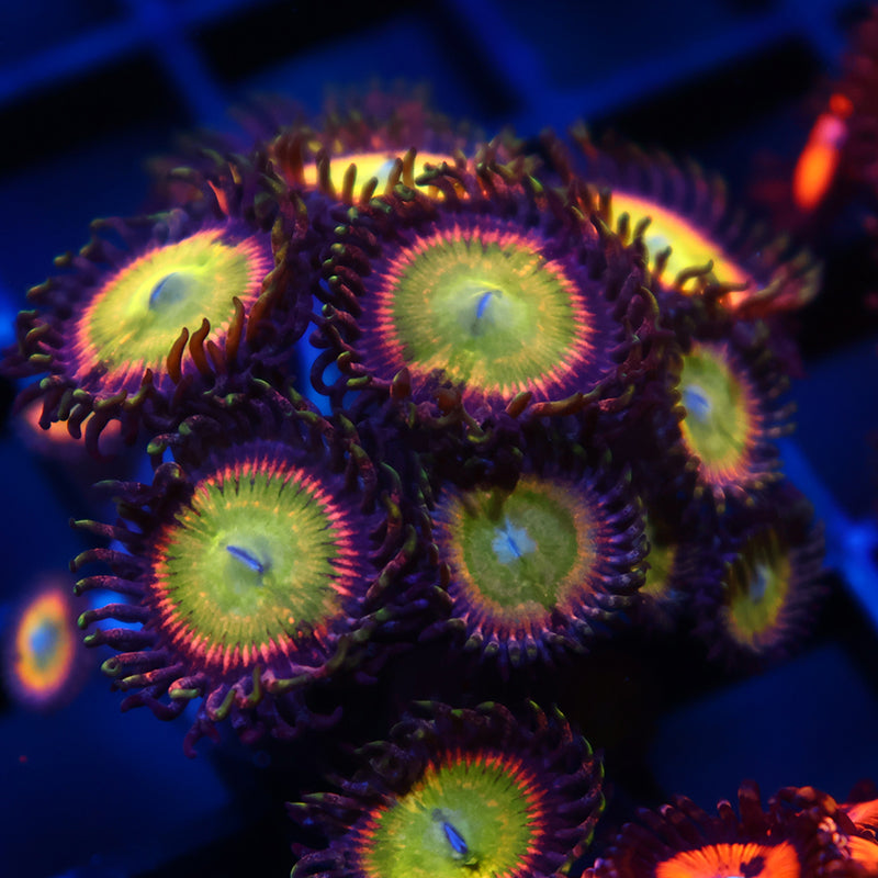 TCK Rainbows