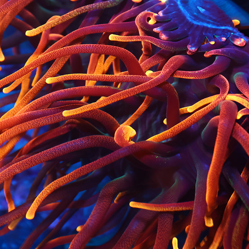 STOCK - RRC Flame Anemone