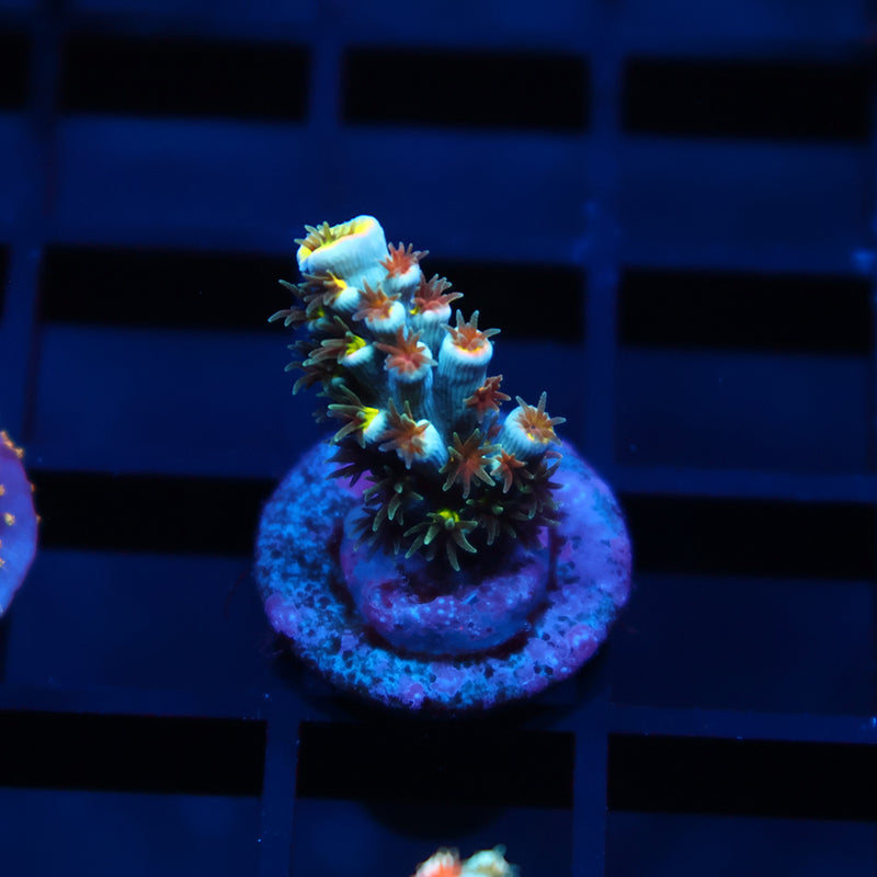 TCK Rainbow Unicorn Speciosa