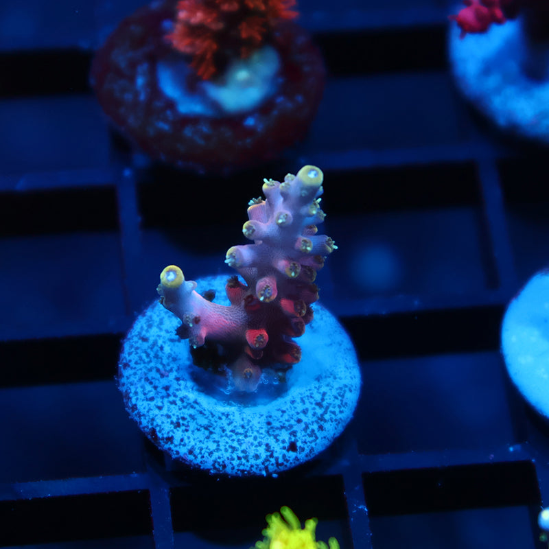 TCK Glow Forge Acro