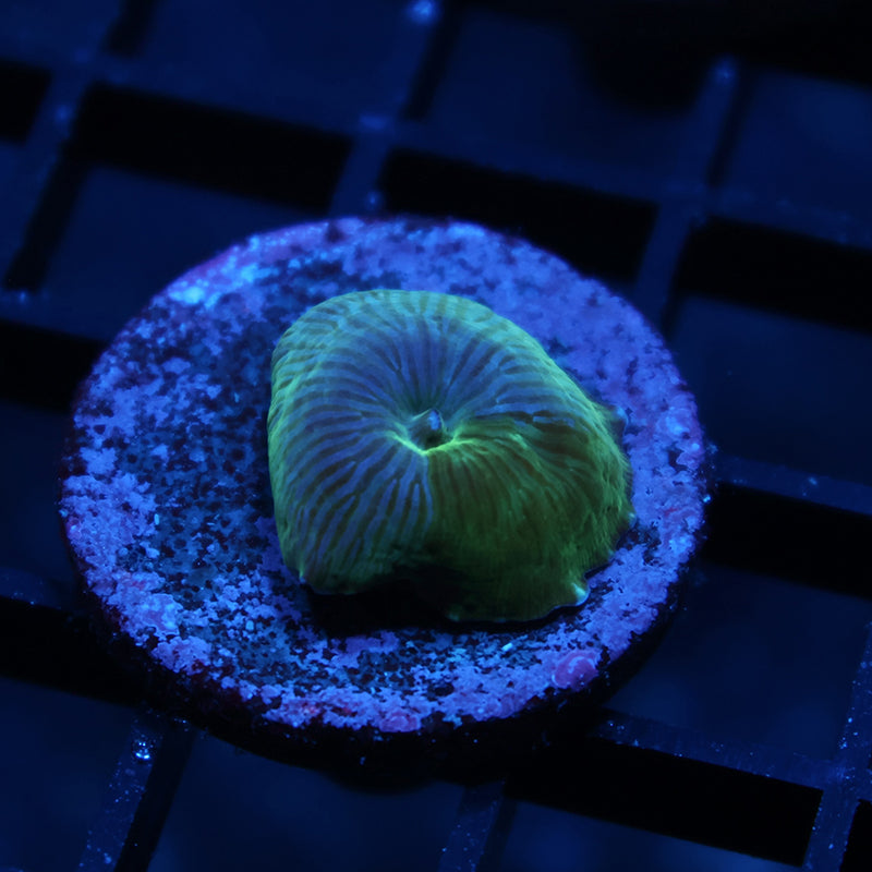 OG RandyO's Bicolor Disco Mushroom