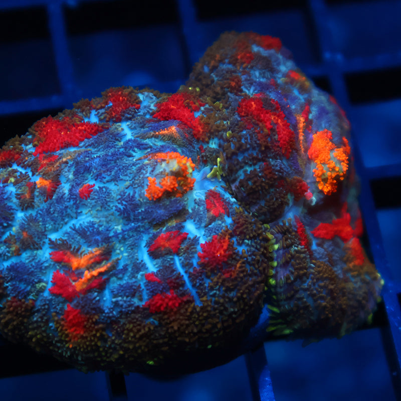 Double TCK Rainbow Rhodactis