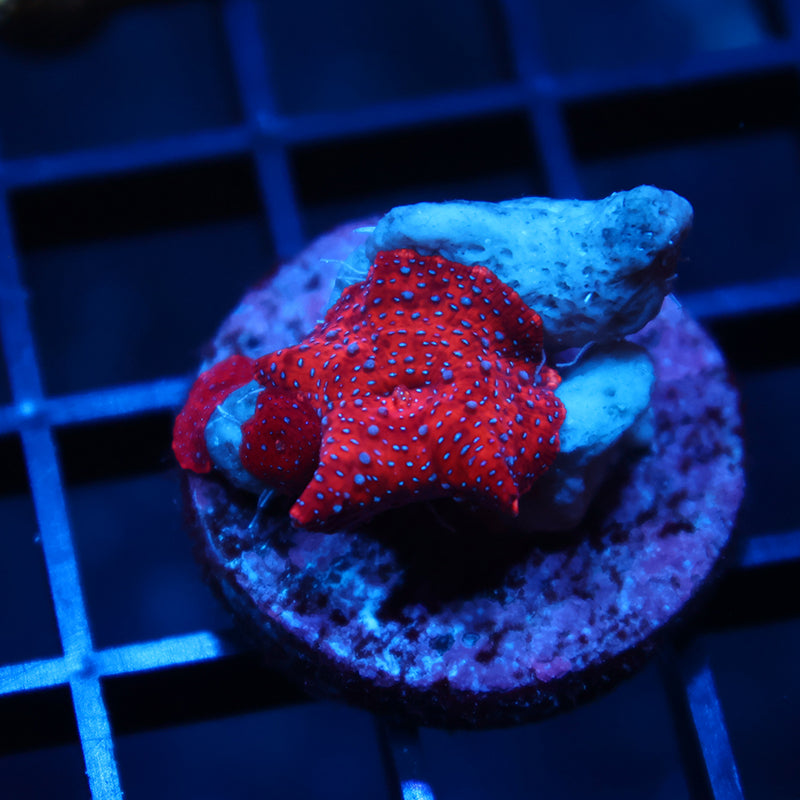 TCK Superman Mushrooms