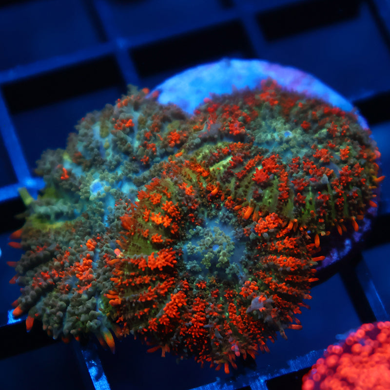 TCK Fiery Rhodactis Triple