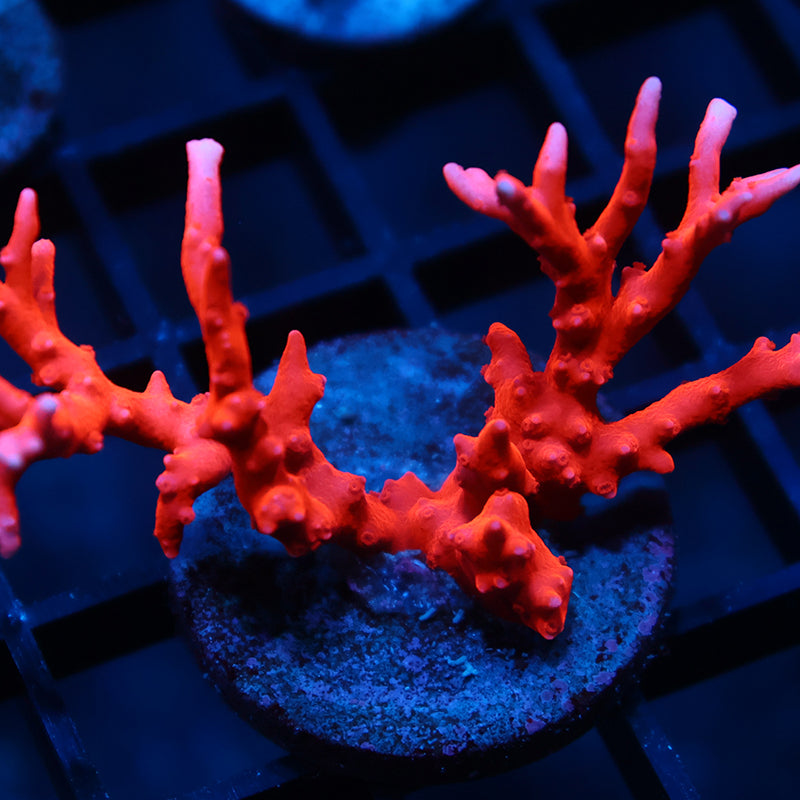 Lg JF TNT Anacropora