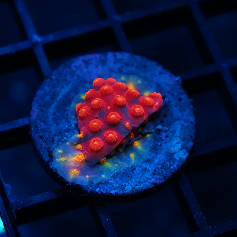 TCK Abstract Rainbow Cyphastrea