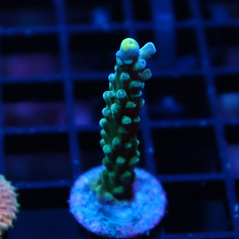 TCK Yellow Tips Austera