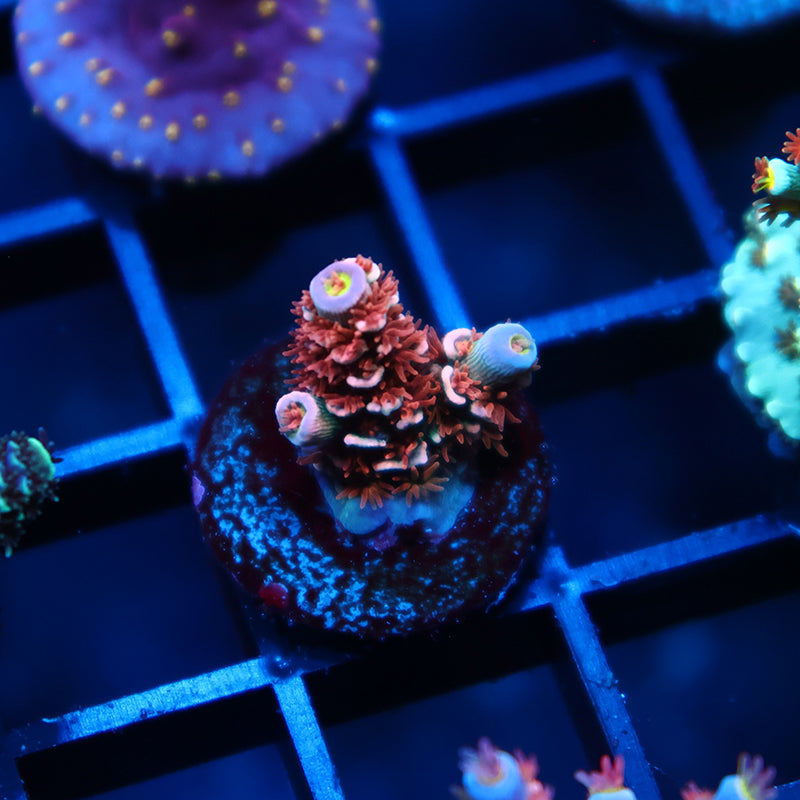 TCK Cherry Bombs Tenuis