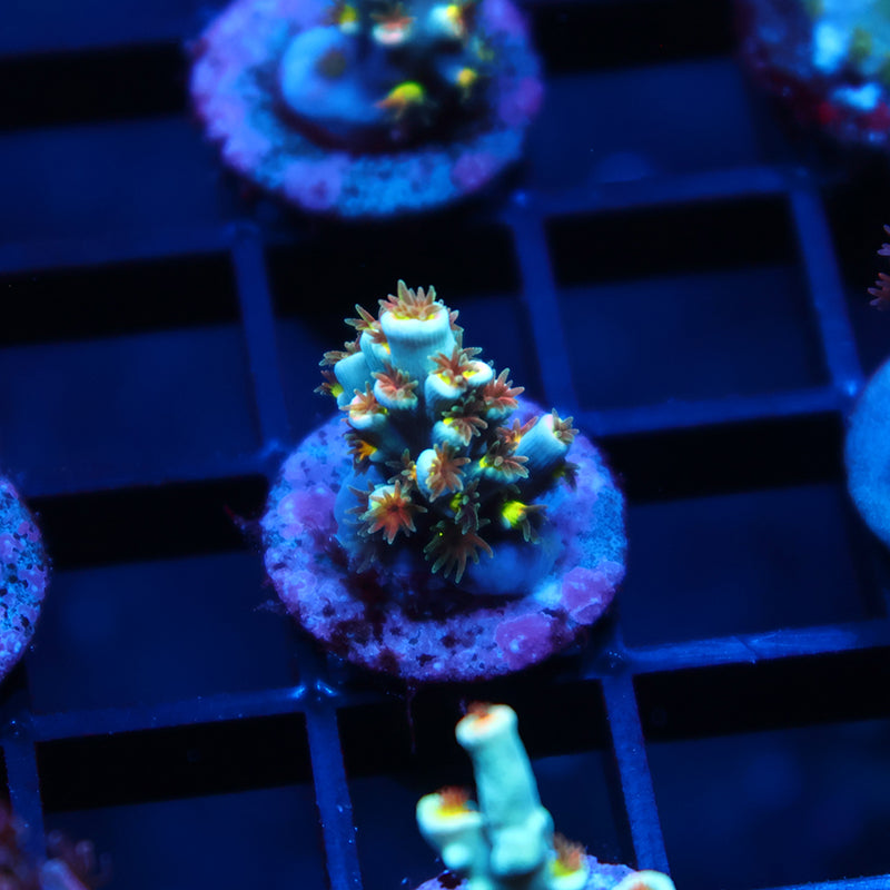 TCK Rainbow Unicorn Speciosa