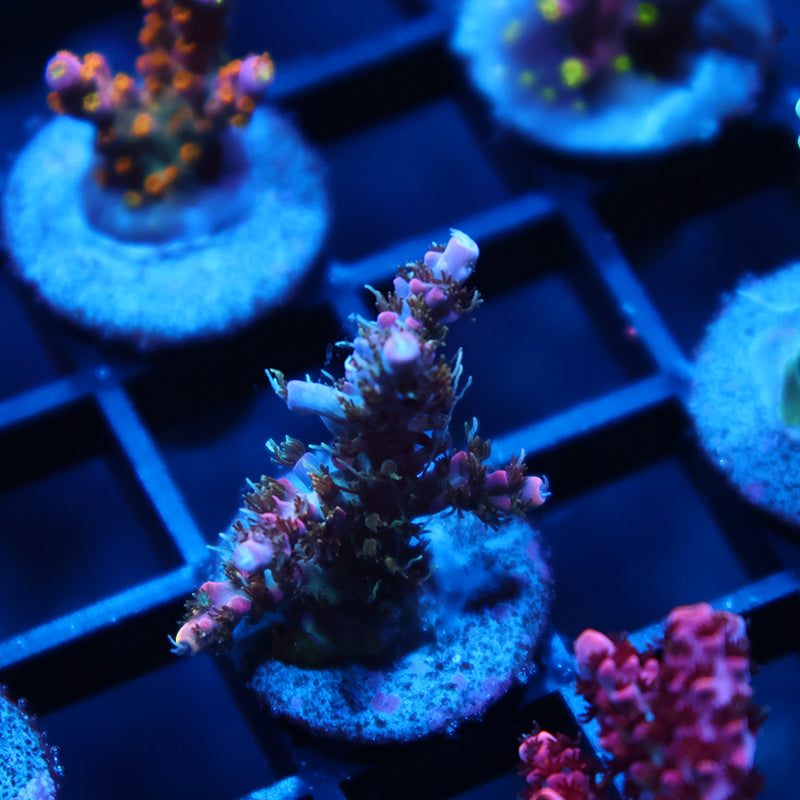 TCK Pink Bear Acro