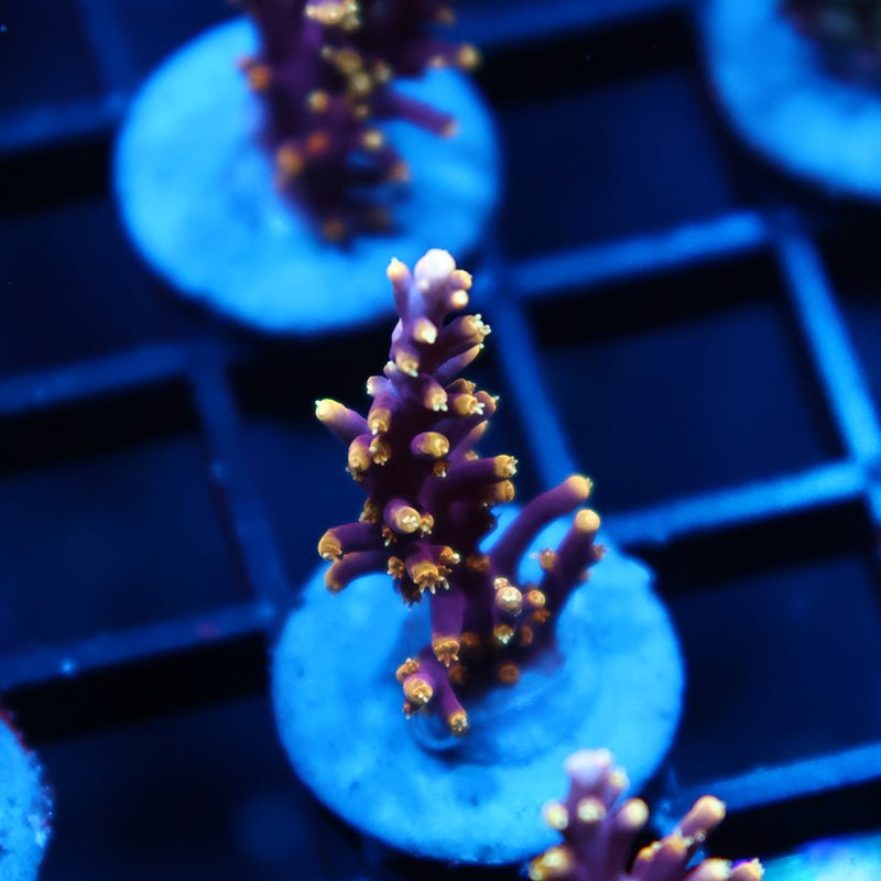 WWC Red Ferrari