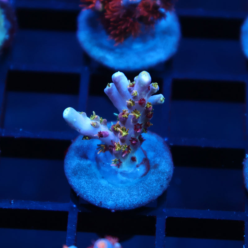 TCK Grafted Kaleidoscope