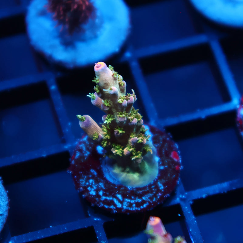 TCK Grafted Kaleidoscope
