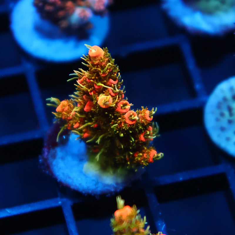 JF Solar Flare Milli